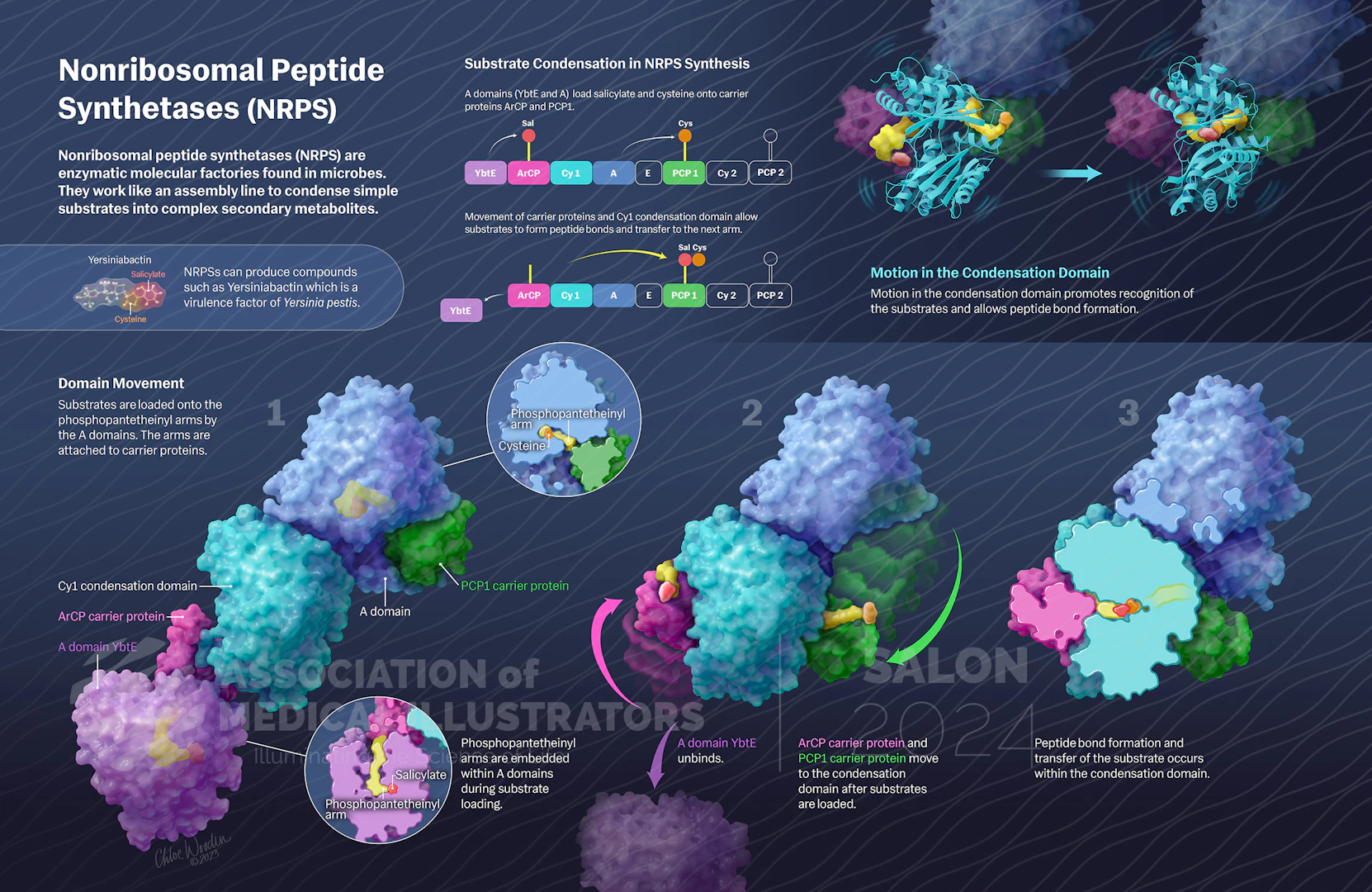 Nrps Module View entry in gallery | Association of Medical Illustrators