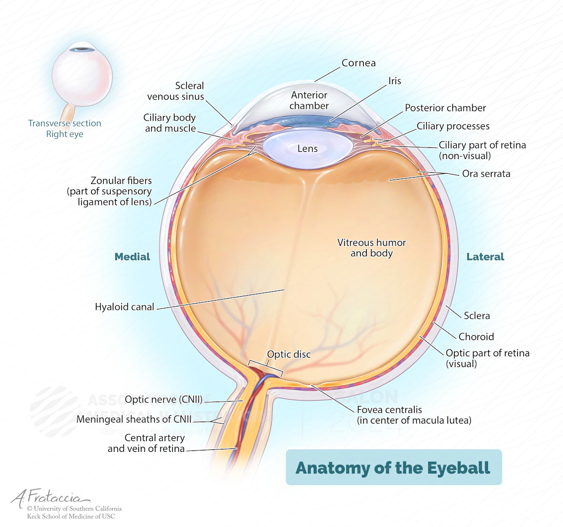Eye Ridge View entry in gallery | Association of Medical Illustrators